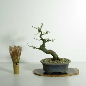 [. дерево * бонсай ][ клён ( клен * клен )]A-1/ бонсай shohin bonsai лист предмет бонсай бонсай материалы 