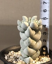 銀達磨　＆　夢稚児　２鉢セット　　Crassula クラッスラ　　多肉植物_画像9