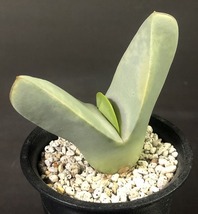 翼　(Herreanthus) meyeri　　 コノフィツム 　Conophytum 　多肉植物_画像2