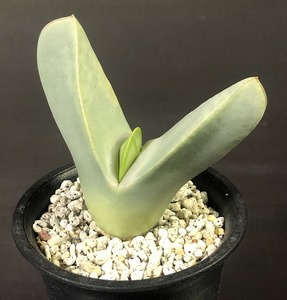 翼　(Herreanthus) meyeri　　 コノフィツム 　Conophytum 　多肉植物