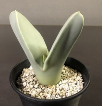 翼　(Herreanthus) meyeri　　 コノフィツム 　Conophytum 　多肉植物 _画像1