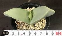 翼　(Herreanthus) meyeri　　 コノフィツム 　Conophytum 　多肉植物 _画像6