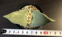 翼　(Herreanthus) meyeri　　 コノフィツム 　Conophytum 　多肉植物_画像7