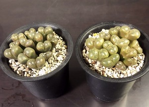 パルディカラー　＆　パルディカラー(ゴエガップ)　２鉢セット　 コノフィツム 　Conophytum 　多肉植物