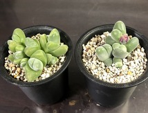 白花無比玉　＆　無比玉　２鉢セット　Gibbaeum dispar & v.'white flower'　　 ギバエウム　多肉植物 メセン_画像1