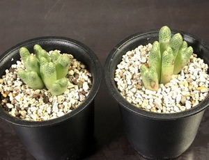 カラモエペンセ　２鉢セット　marginatum v.karamoepense　　 コノフィツム 　Conophytum 　多肉植物