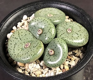 デクリナツム(ボッタークルーフ)　obcordellum declinatum Botterkloof　 コノフィツム 　Conophytum 　多肉植物 