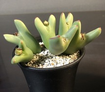 オペラローズ　×　赫将　２鉢セット　　 コノフィツム 　Conophytum 　多肉植物 _画像2