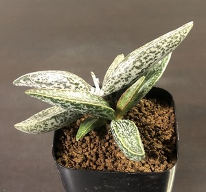 クラン・ウィリアム　Adromischus marianiae 'clan william' 　アドロミスクス 　多肉植物