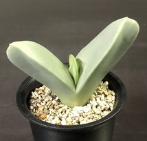 翼　(Herreanthus) meyeri　　 コノフィツム 　Conophytum 　多肉植物 _画像2