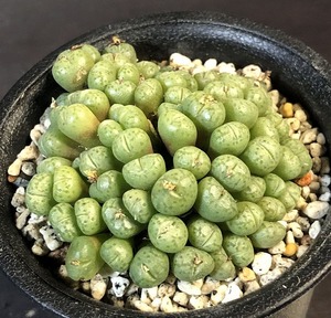 アフ・タイロリアナム VD5642 aff taylorianum　　 コノフィツム 　Conophytum 　多肉植物