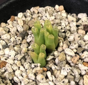 レコンディツム(緑肌)　reconditum Green form　　 コノフィツム 　Conophytum 　多肉植物 