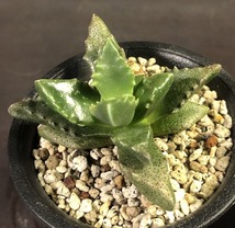 フーレアエ MG1496.9　２鉢セット　Faucaria hooleae Mitford Park　フォーカリア　多肉植物　メセン_画像2