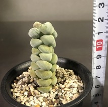 夢稚児　＆　銀達磨　２鉢セット　　Crassula　deceptor & GINDARUMA 　クラッスラ 　多肉植物 _画像5