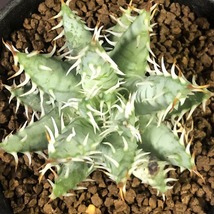 エリナケア　Aloe erinacea 　アロエ 　多肉植物_画像3