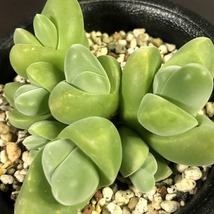 白花無比玉　＆　無比玉　２鉢セット　Gibbaeum dispar & v.'white flower'　　 ギバエウム　多肉植物 メセン_画像4