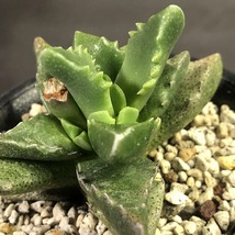 フーレアエ MG1496.9　２鉢セット　Faucaria hooleae Mitford Park　フォーカリア　多肉植物　メセン_画像6