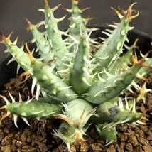 エリナケア　Aloe erinacea 　アロエ　 　多肉植物 _画像6