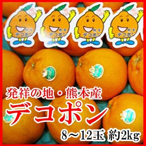 【Good】大量10箱出品中！発祥の地・熊本産 デコポン JA熊本果実連 8～12玉 約2kg