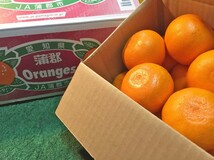 【Good】今季最終！大量15箱出品中！JA蒲郡産 ハウスせとか 7～12玉 約2kg_画像3