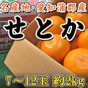 【Good】今季最終！大量20箱出品中！JA蒲郡産 ハウスせとか 7～12玉 約2kg