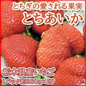 【Good】新品種 栃木県産オリジナル いちご『とちあいか』2パック入り