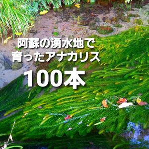 100本以上 阿蘇の湧水で育った水草 天然アナカリス