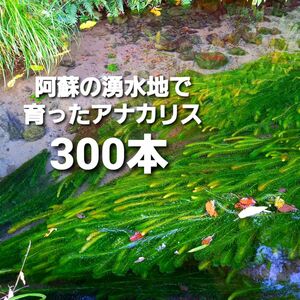 300本以上 阿蘇の湧水で育った水草 天然アナカリス