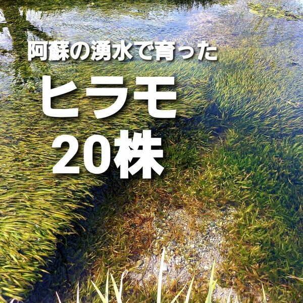 希少な在来種バリスネリア ヒラモ 20株以上 阿蘇の湧水で育った日本の水草