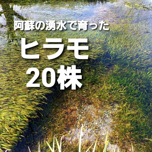 希少な在来種バリスネリア ヒラモ 20株以上 阿蘇の湧水で育った日本の水草 