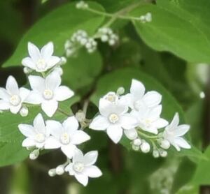 大株！レア　シセンウツギ　人気品種　珍しい　希少　星形のお花が可愛い　 3年生苗　宿根草　宿根木　毎年開花♪ 送料290円　開花予定苗