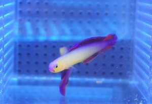 [Морская вода рыба/goby] Akebono Goze (Индийский океан/желтый тип) [3 комплекта] (± 6-7 см) (образ образа) (живое тело)