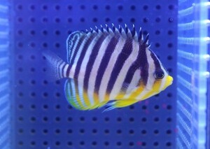 【海水魚・ヤッコ】人工飼料OK♪シマヤッコ（イレギュラーバンド・Mサイズ）(個体販売）（±6cm） No.9（生体）