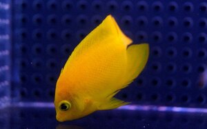 【海水魚】ヘラルドヤッコ(1匹)5-6cm前後(サンプル画像）（生体）