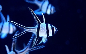 【海水魚】プテラポゴン　カウデルニー （3匹）(サンプル画像）（生体）