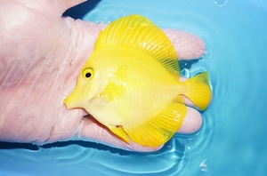 【海水魚・ハギ】人工飼料OK/飼い込み個体♪キイロハギ(個体販売）（±8cm） （生体）