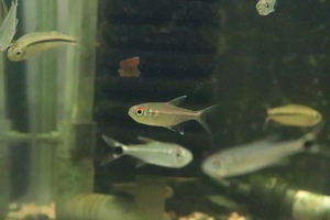 【淡水魚】【通販】激安 ピンキーテトラ ワイルド【1匹 サンプル画像】（珍カラ）