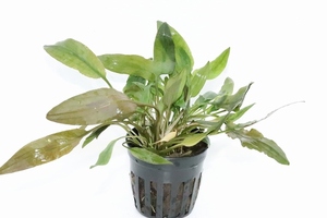 [ water plants ] Cryptocoryne beketi( imported goods )[1 pot ](.. water plants )