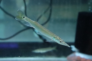 【淡水魚】大きめ 激安 ブラントノーズガー【1匹 サンプル画像】(±8-12cm)(大型魚)