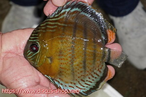 [ wild discus ][ mail order ] upper tefe Royal green [ individual sale ]15cm( organism )