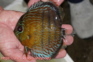 [ wild discus ][ mail order ] upper tefe Royal green [ individual sale ]14cm( organism )