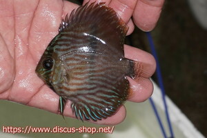 [ wild discus ][ mail order ] rio ne Glo blue face hekeru Young Star [ individual sale ]9-10cm( organism )