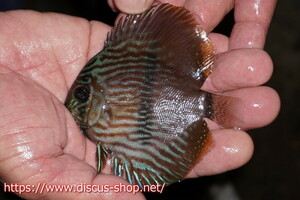 [ wild discus ][ mail order ] rio ne Glo blue face hekeru Young Star [ individual sale ]9-10cm( organism )