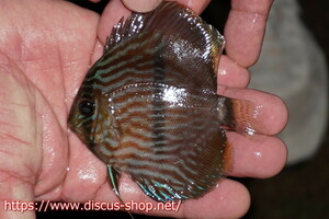 [ wild discus ][ mail order ] rio ne Glo blue face hekeru Young Star [ individual sale ]9-10cm( organism )