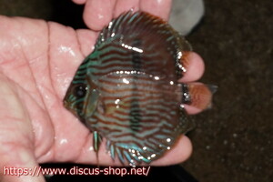 [ wild discus ][ mail order ] rio ne Glo blue face hekeru Young Star [ individual sale ]9-10cm( organism )