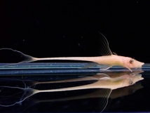 【淡水魚】激レア ゴールデンロイヤルファロエラ【1匹 サンプル画像】(±6cm)（ロリカリア）_画像1