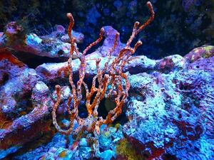 [ coral ] Caribbean yellow Golgo nia( individual sale )(±15-17cm)No.4( organism )