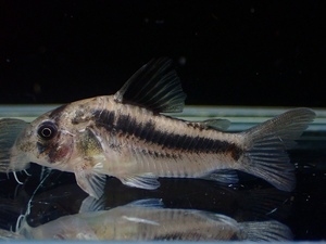 [Пресноводная рыба] Редкие виды Corydoras полоса Аксель Лоди Дикий [1 Образец Изображение] (± 3,5-4 см)