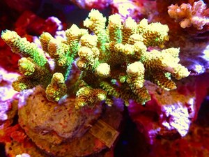 [ coral ] bleed green isisp.( beautiful color )( individual sale )(±9cm)No.18( organism )