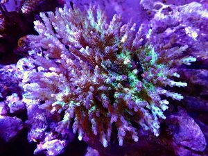 [ coral ]Wild green isisp.( beautiful color )( individual sale )(±15x15cm)No.5( organism )